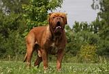 DOGUE DE BORDEAUX 239